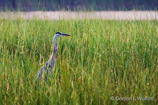 Heron In River Grass_50470.jpg - Photographed along the Scugog River near Lindsay, Ontario, Canada.